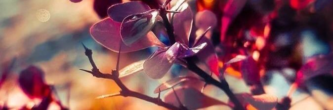 sofiafalcones's profile banner image
