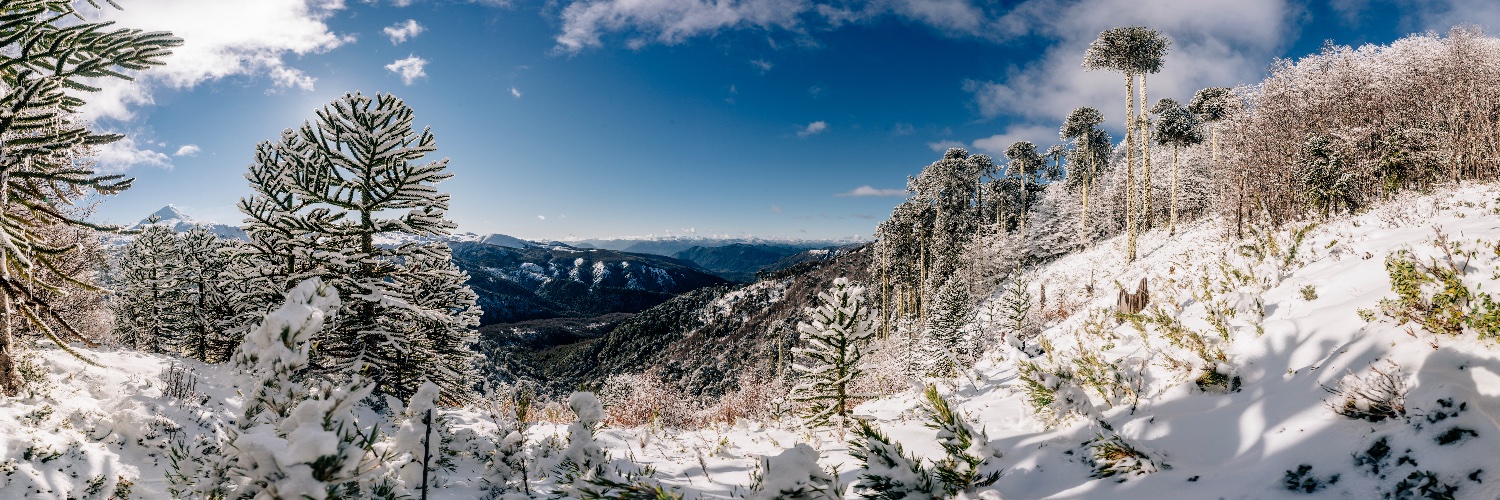 Felipe Engelberger banner