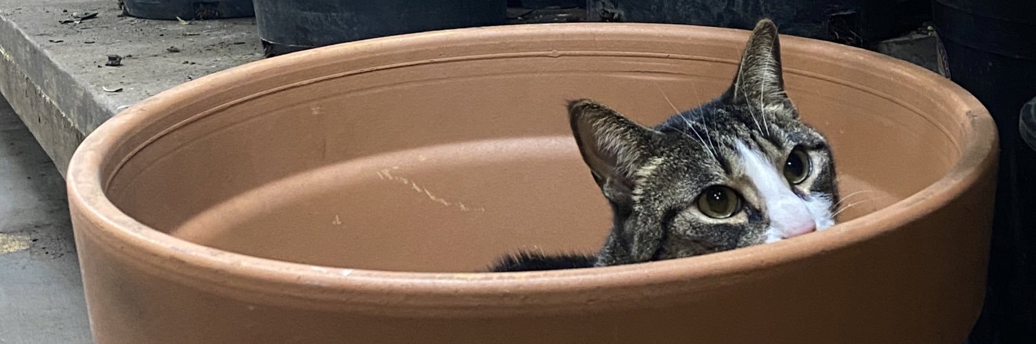 cameronchipolla's profile banner image
