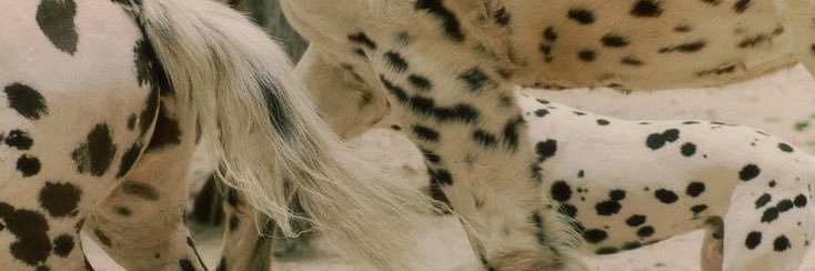 Esteffgy's profile banner image