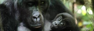 TravelDRC's profile banner image