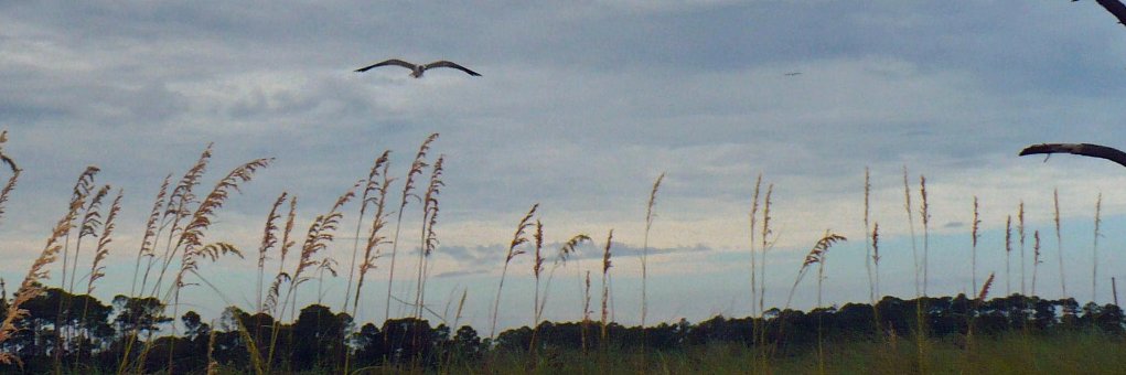 ohlauraoh's profile banner image
