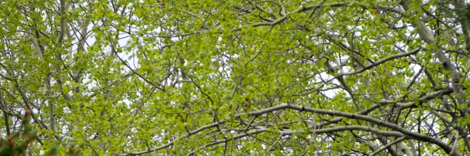 dysviz's profile banner image