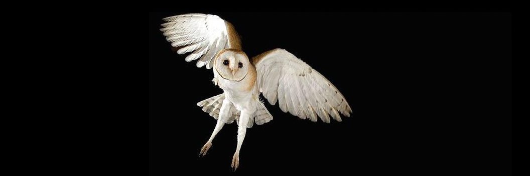 Filosofía Vegana banner