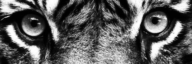 TayElizabeth2's profile banner image