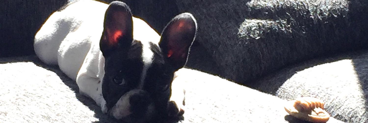 Dayna Rothman banner