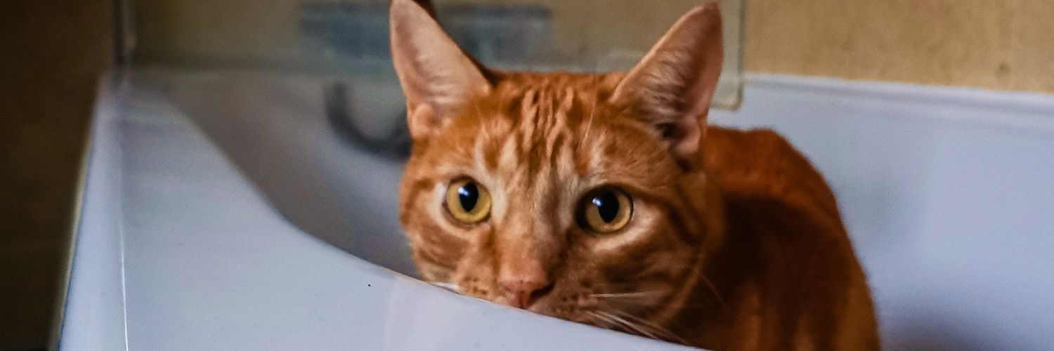 Laura Thistle banner