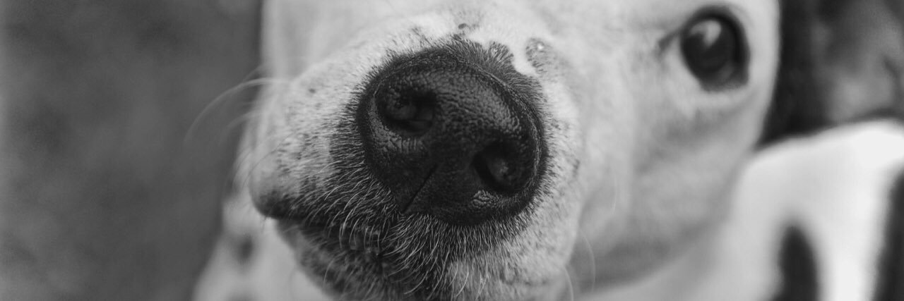 flyin'dogphotography banner