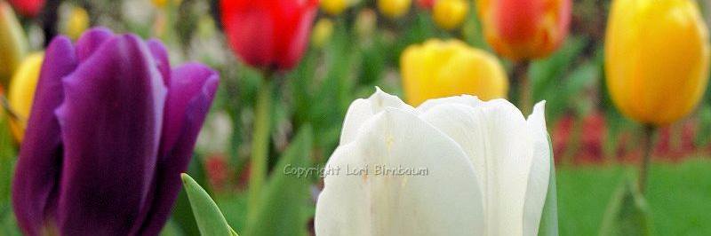 LBRockpix's profile banner image