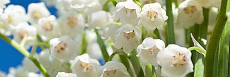 MargaretMaye's profile banner image