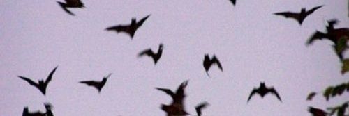 FiendishMonster's profile banner image