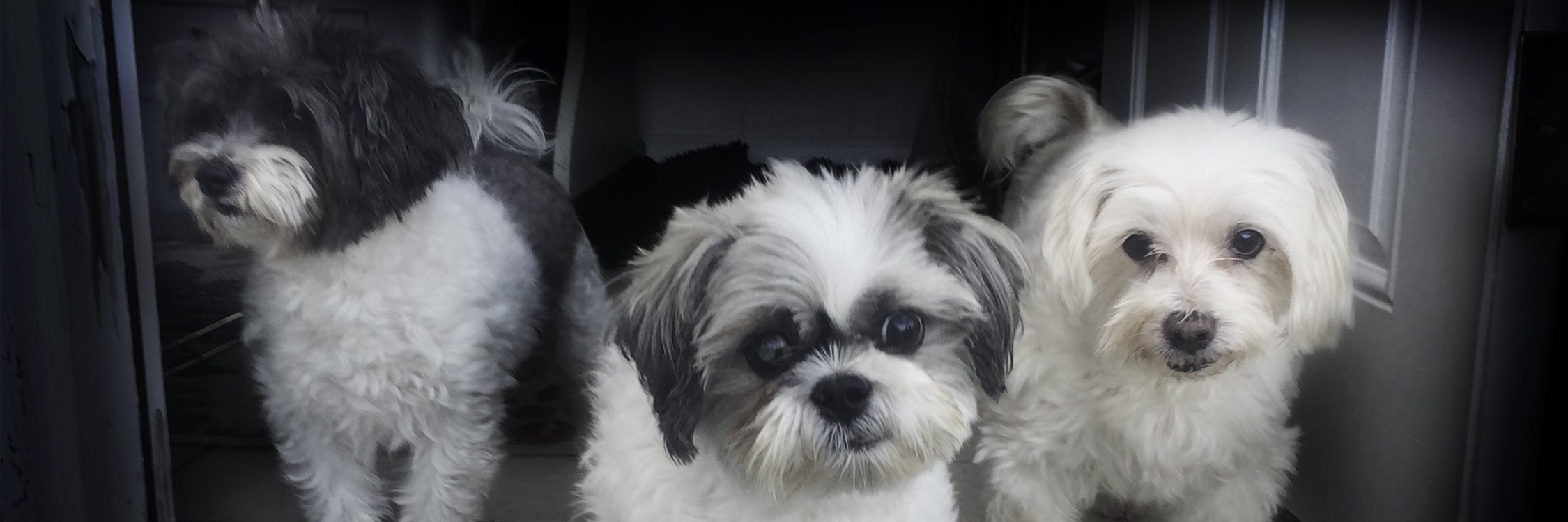 dardidthis's profile banner image