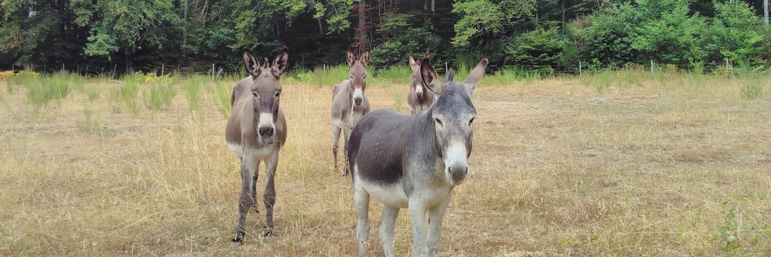 Docteur Patate banner