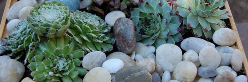 Sonia Ophelia Huang banner