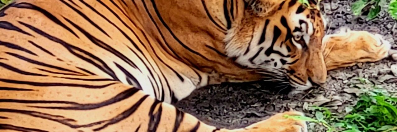 joy_dbong's profile banner image