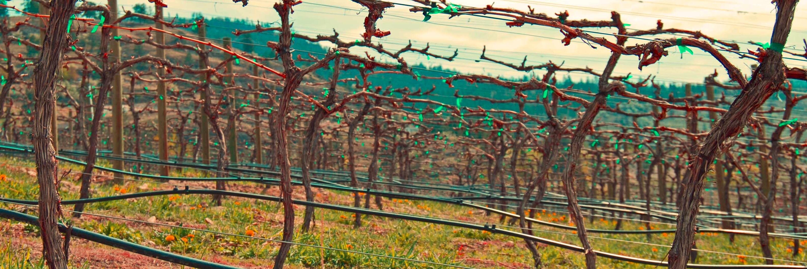 Icon Wines BC banner