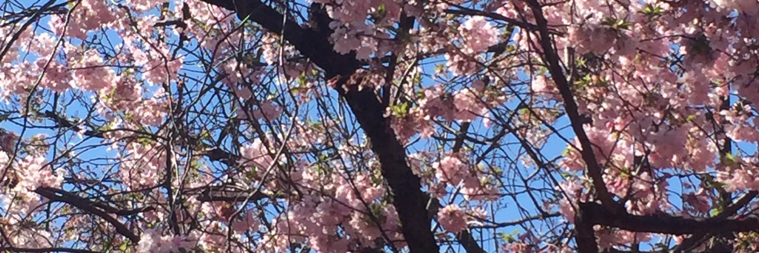 VinCritelli's profile banner image