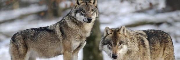 Lord_old_wolf's profile banner image