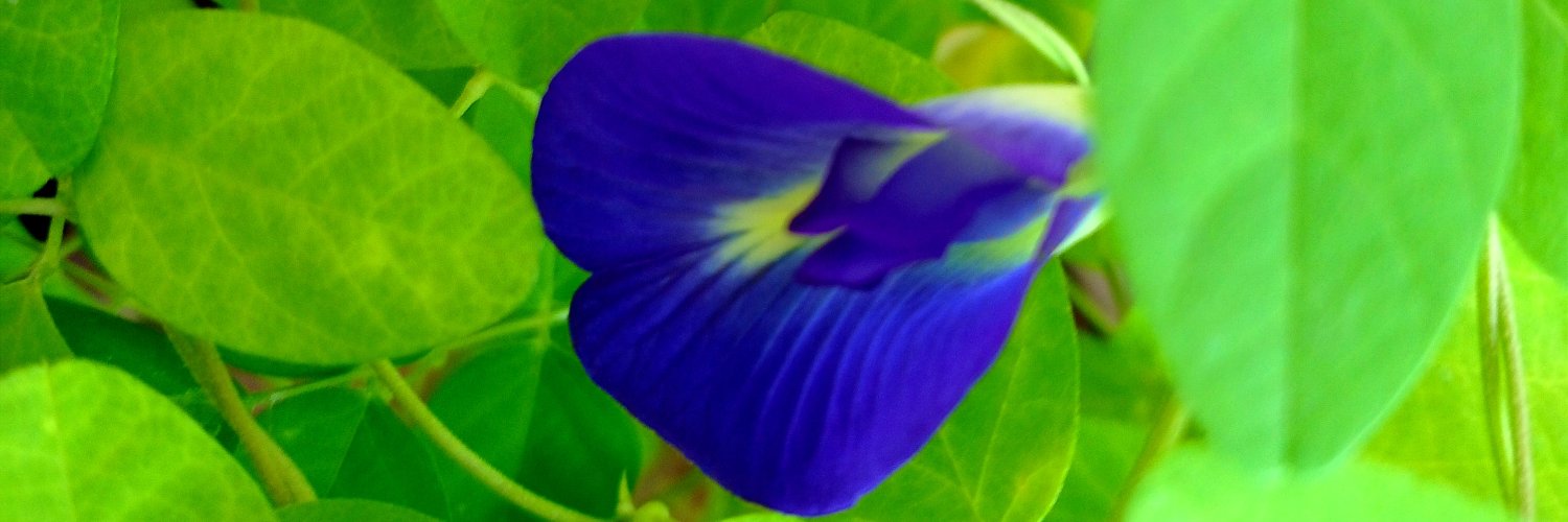 reemabonif's profile banner image