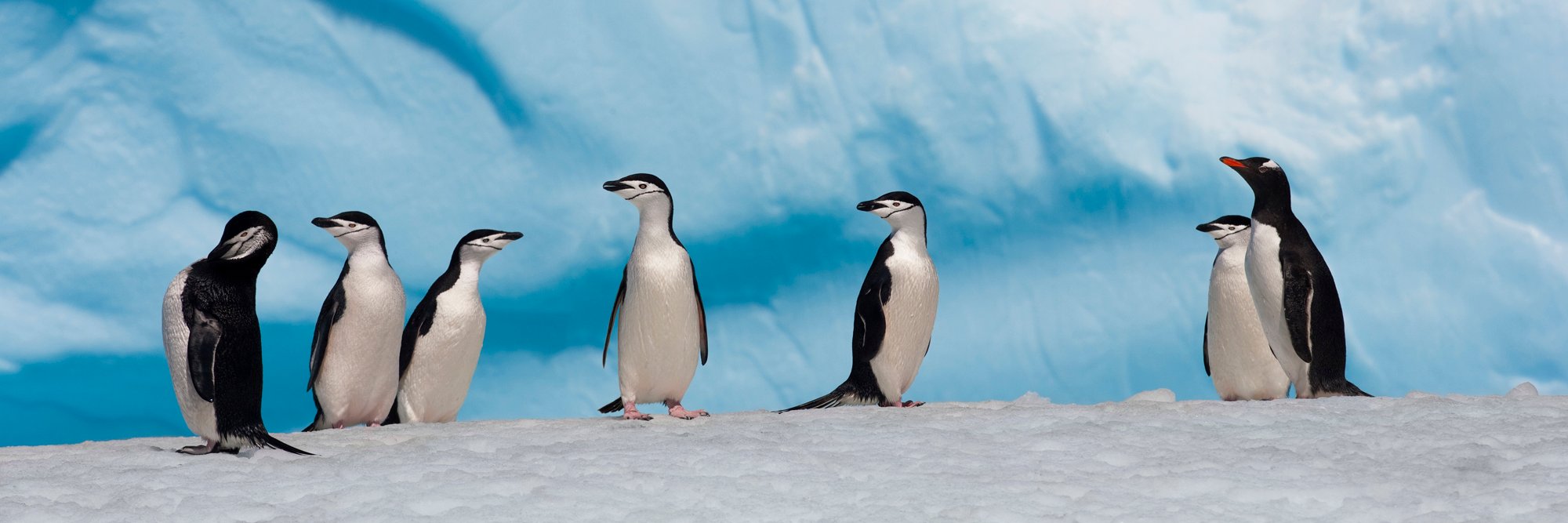 Antarctic Ocean banner