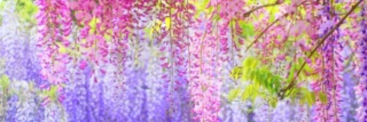 pink_6511's profile banner image