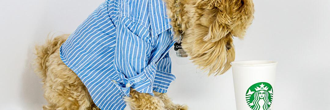 dogastherapy's profile banner image