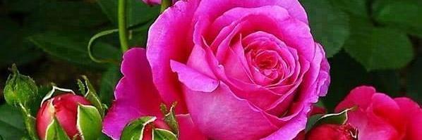 Robynsroses's profile banner image