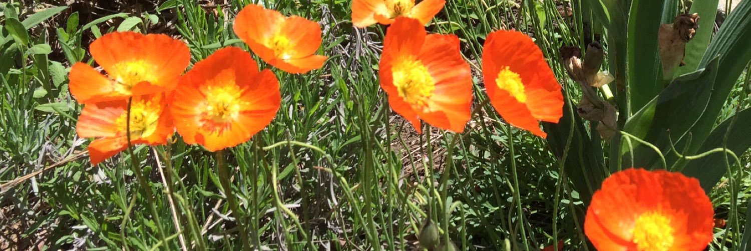 Kent McIngvale banner