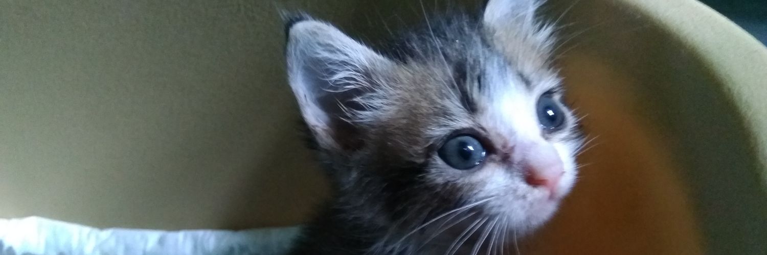 coretanleha's profile banner image