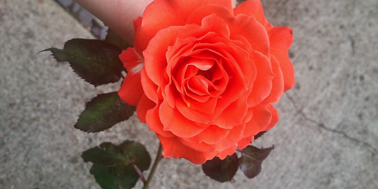 kerri___x's profile banner image