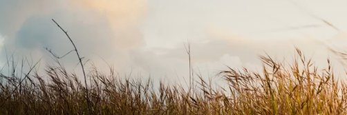 dinodavis13's profile banner image