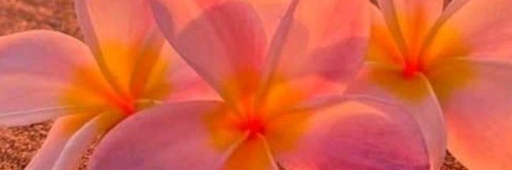 annychaves26's profile banner image