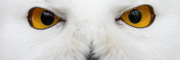 PRSiter's profile banner image