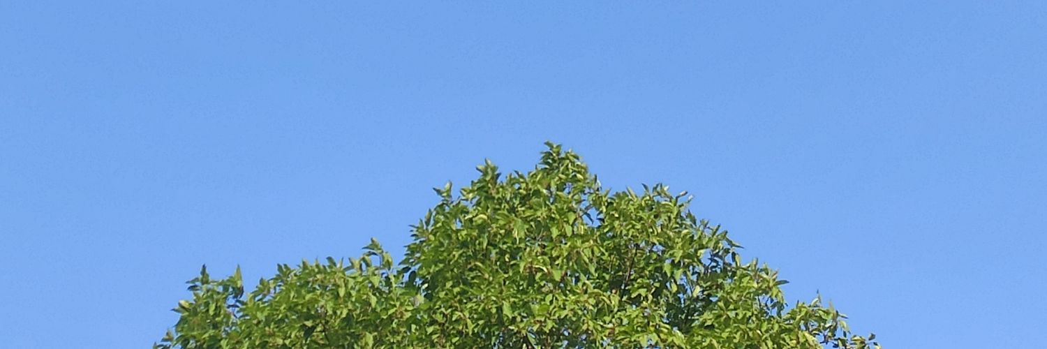 Statice_boice's profile banner image