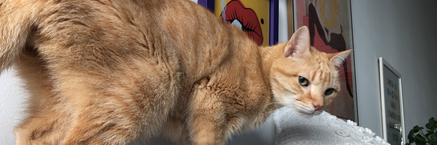 ullalongo's profile banner image