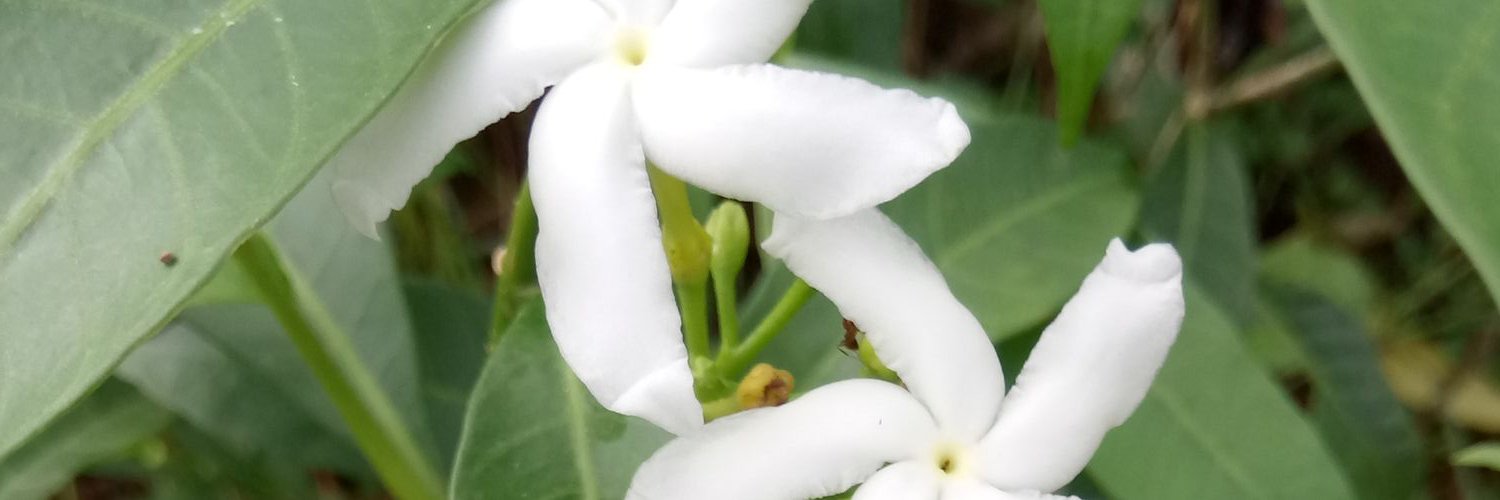 kimmykiffs's profile banner image