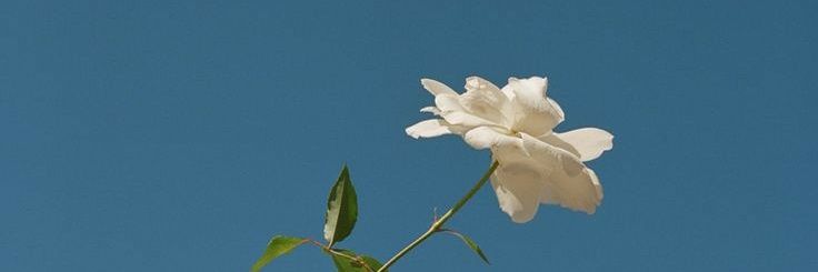 tikahryoshi's profile banner image