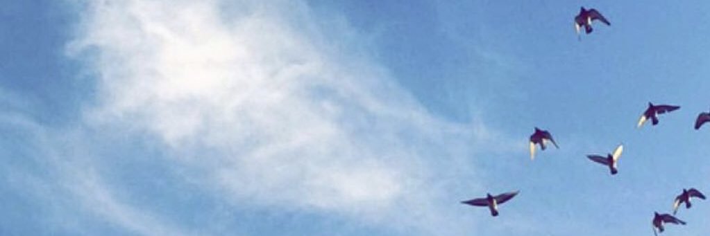 alomar75's profile banner image