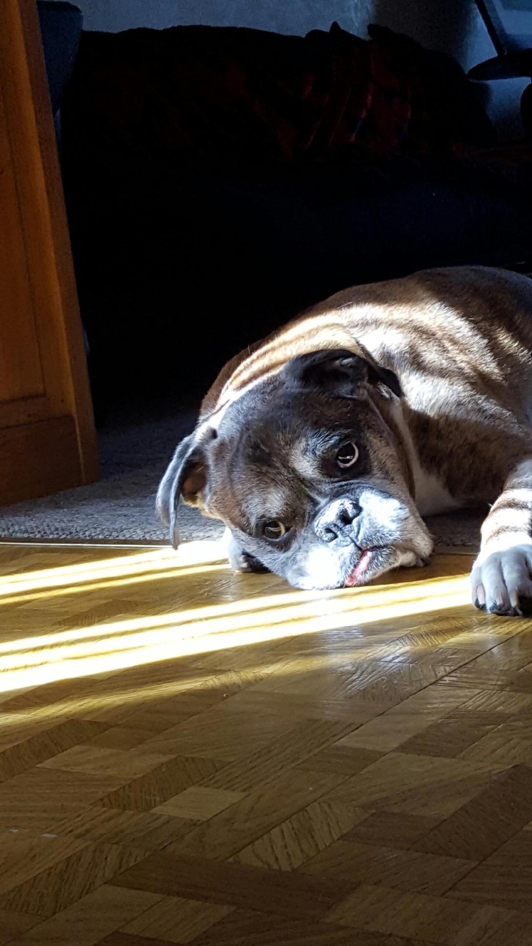 adam poveromo banner