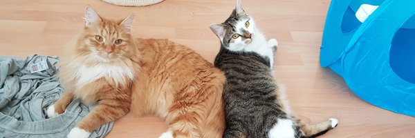 loxeni Profile Banner