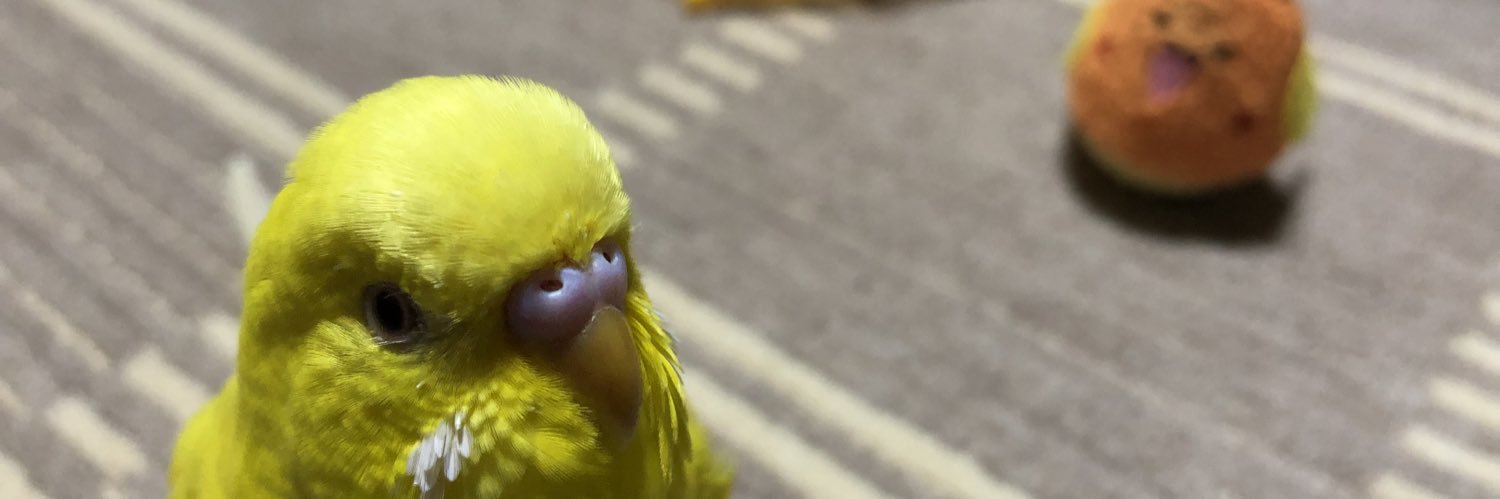 Yellow_Bird1116's profile banner image