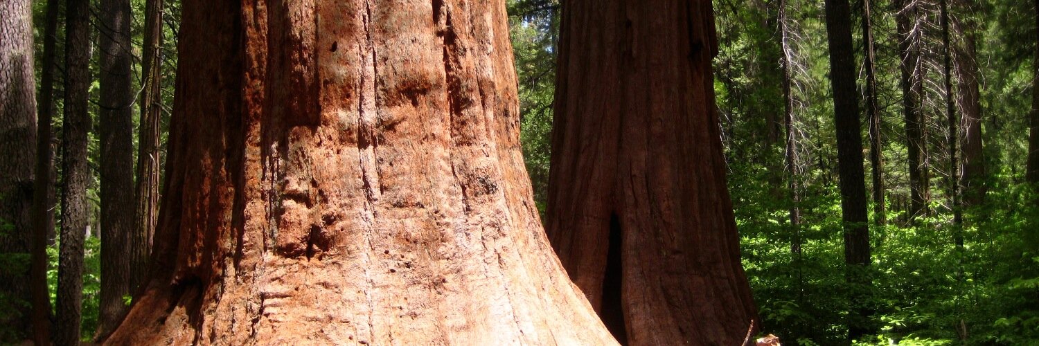 Peddemors's profile banner image