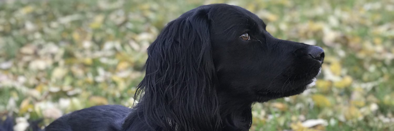 kyleeschrankman's profile banner image