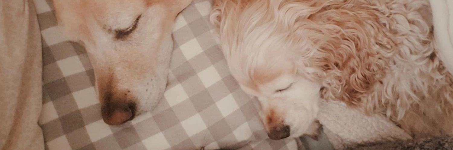 mod_doll's profile banner image