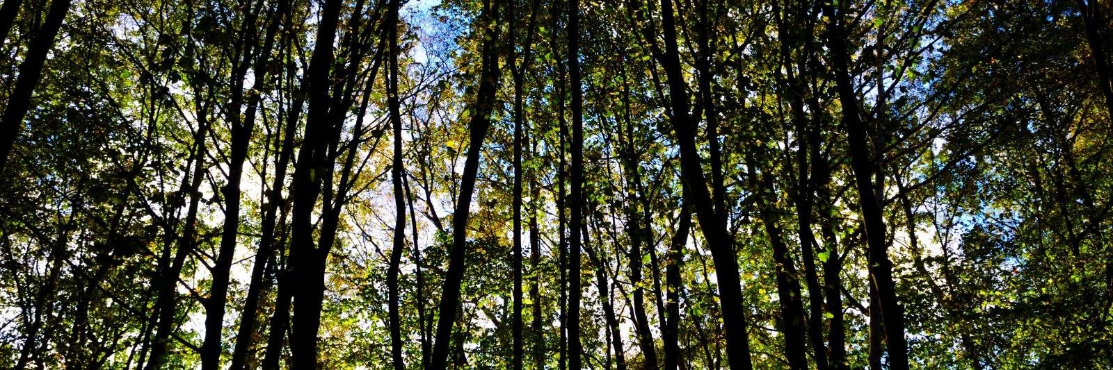 embedtree's profile banner image