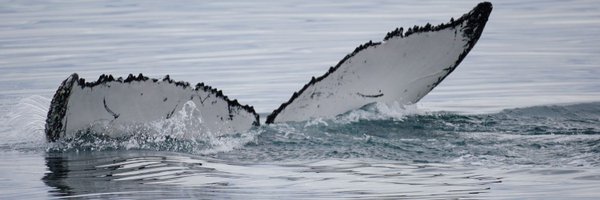 ayql83 Profile Banner