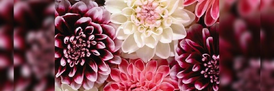 anaparachini's profile banner image