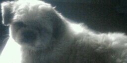 pillazo's profile banner image