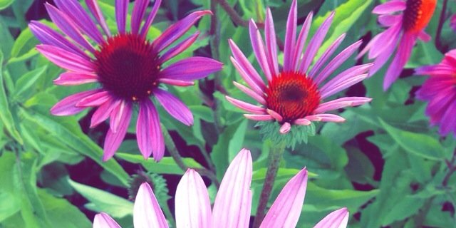 emma_snider's profile banner image
