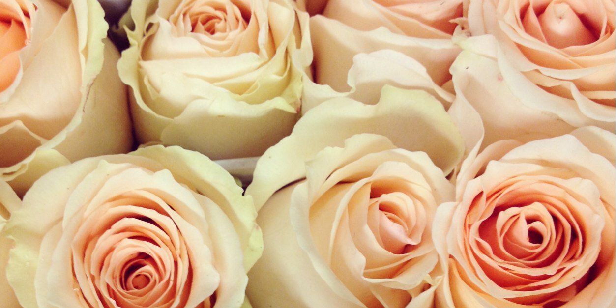 PoseyFloral's profile banner image